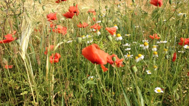 Husker du at stoppe op?