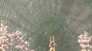 Et spind af sammenfald