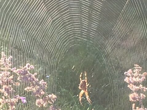 Et spind af sammenfald